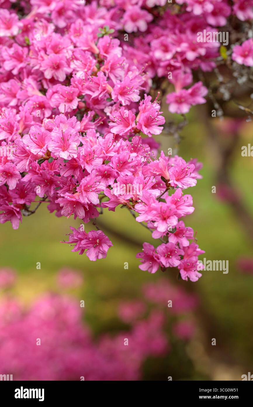 Fleurs d'azalée rose (Rhododendron) couvrant les branches en pleine floraison, créant une scène florale vive et colorée avec un fond bokeh doux Banque D'Images