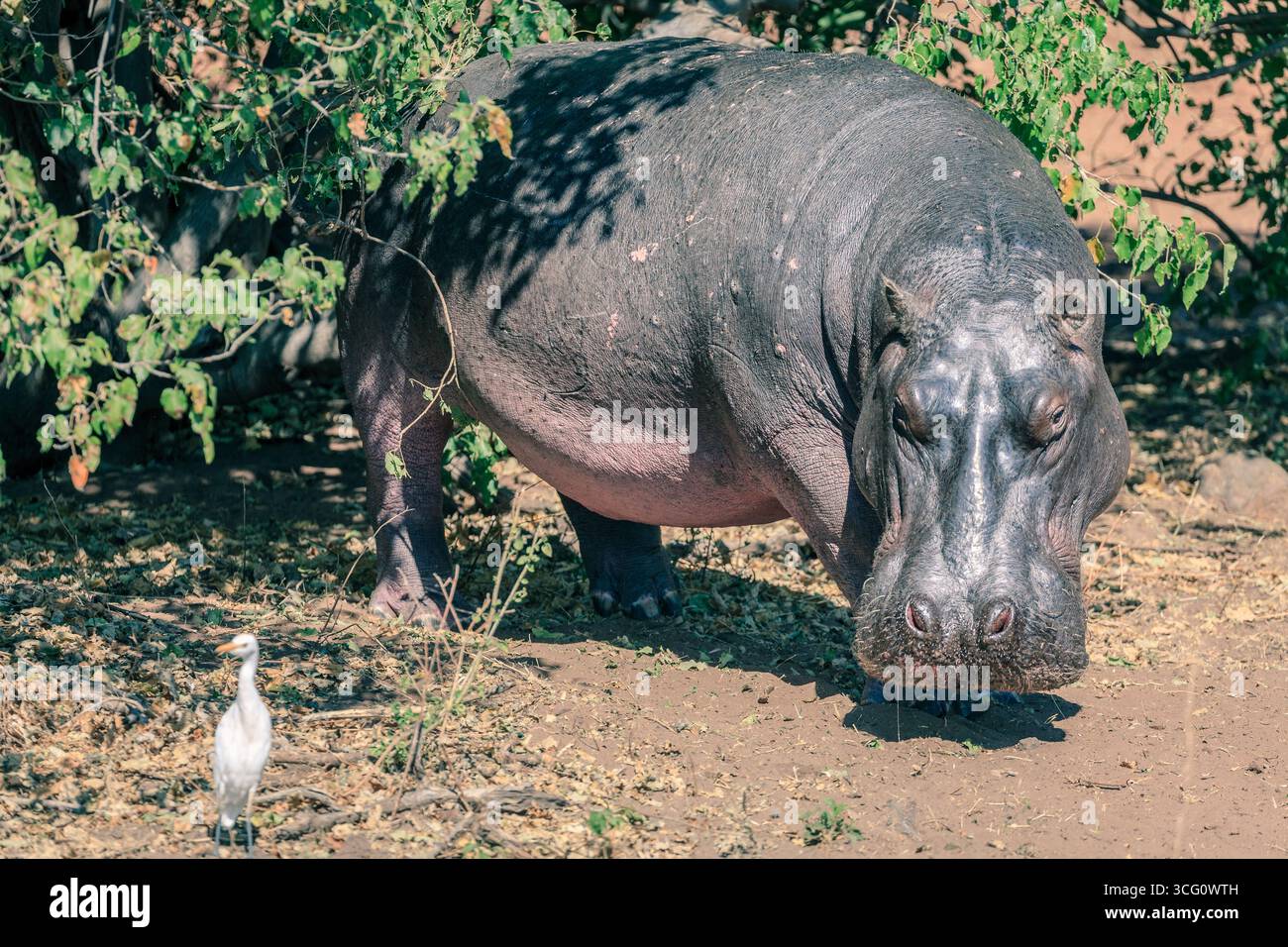 Un hippopotame adulte dans le parc national de Chobe au Botswana Banque D'Images Un hippopotame adulte dans le parc national de Chobe au Botswana Banque D'Images