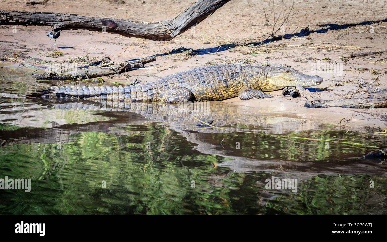 Grand crocodile du Nil près de la rive de la rivière Chobe au Botswana Banque D'Images Grand crocodile du Nil près de la rive de la rivière Chobe au Botswana Banque D'Images