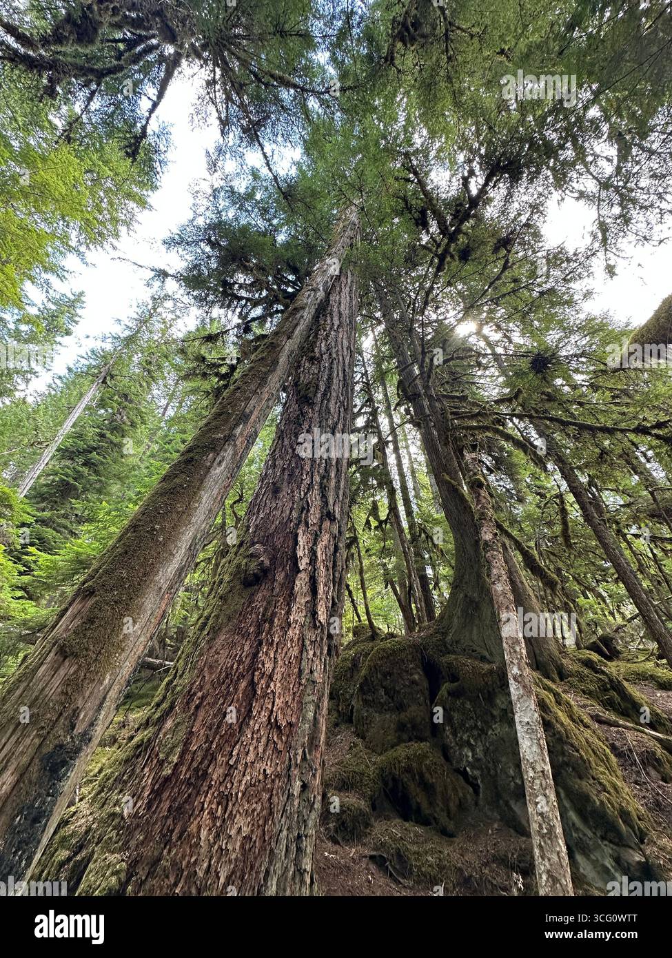 Grands arbres dans une forêt à côté de la rivière McKenzie en Oregon un jour d'été. Banque D'Images