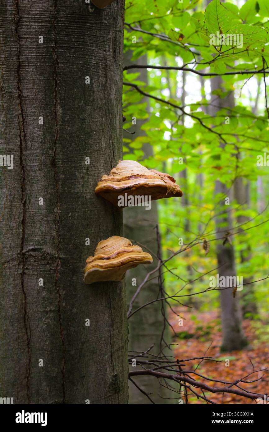 Beige Inonotus obliquus est un champignon parasite qui pousse sur un arbre dans la forêt. Thé aux champignons Chaga en gros plan. Le concept de médecine traditionnelle. Banque D'Images