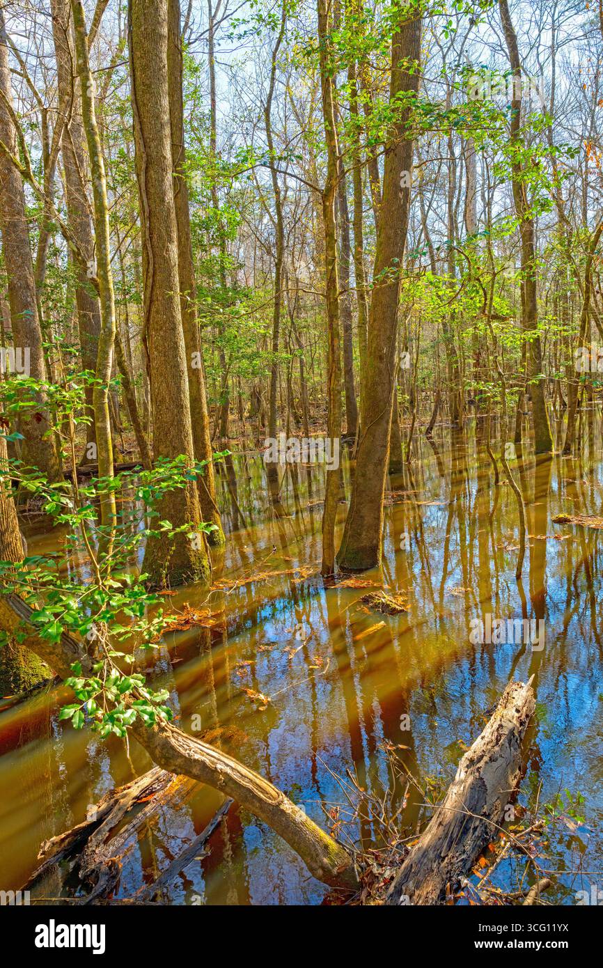 Arbres inondés dans une forêt de Bottomland dans le parc national de Congaree en Caroline du Sud Banque D'Images