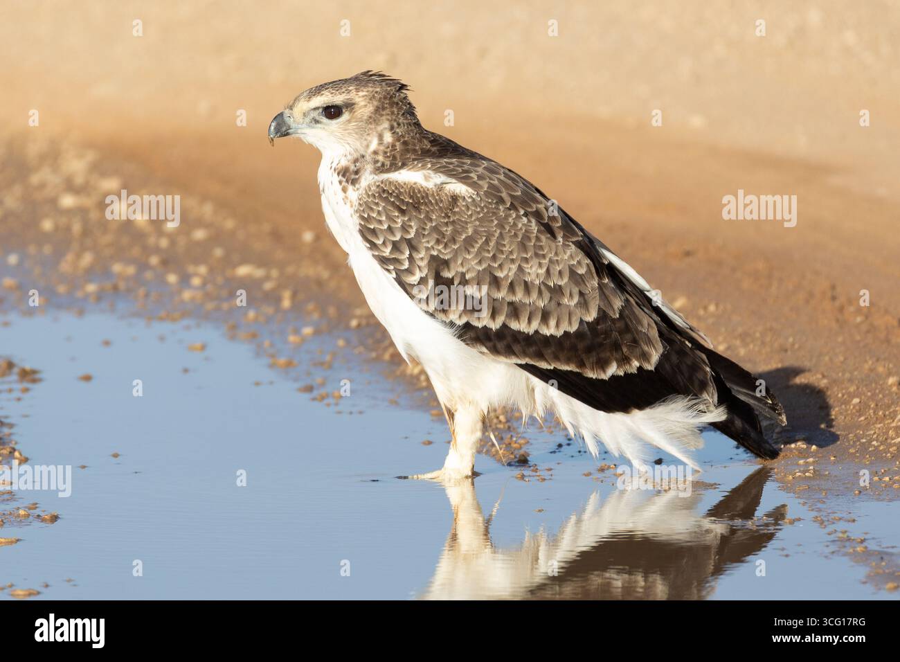 Aigle martial (Polemaetus bellicosus) Parc transfrontalier de Kgalagadi, Kalahari, Cap Nord, Afrique du Sud Banque D'Images