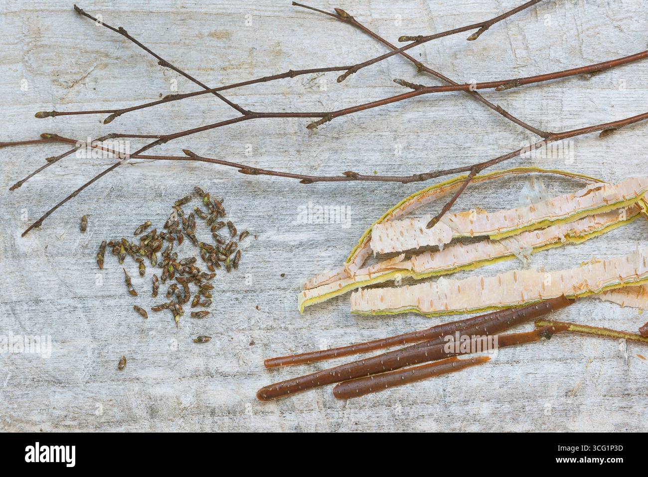 Bouleau commun, bouleau argenté, bouleau blanc européen, bouleau blanc (Betula pendula, Betula alba, Betula verrucosa), rameaux récoltés avec des bourgeons pincés an Banque D'Images