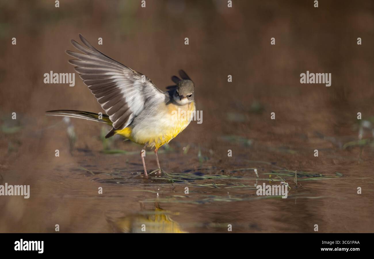 Queue grise (Motacilla cinerea, Motacilla cinerea cinerea), debout avec des ailes déployées dans les eaux peu profondes, Danemark, Zélande Banque D'Images