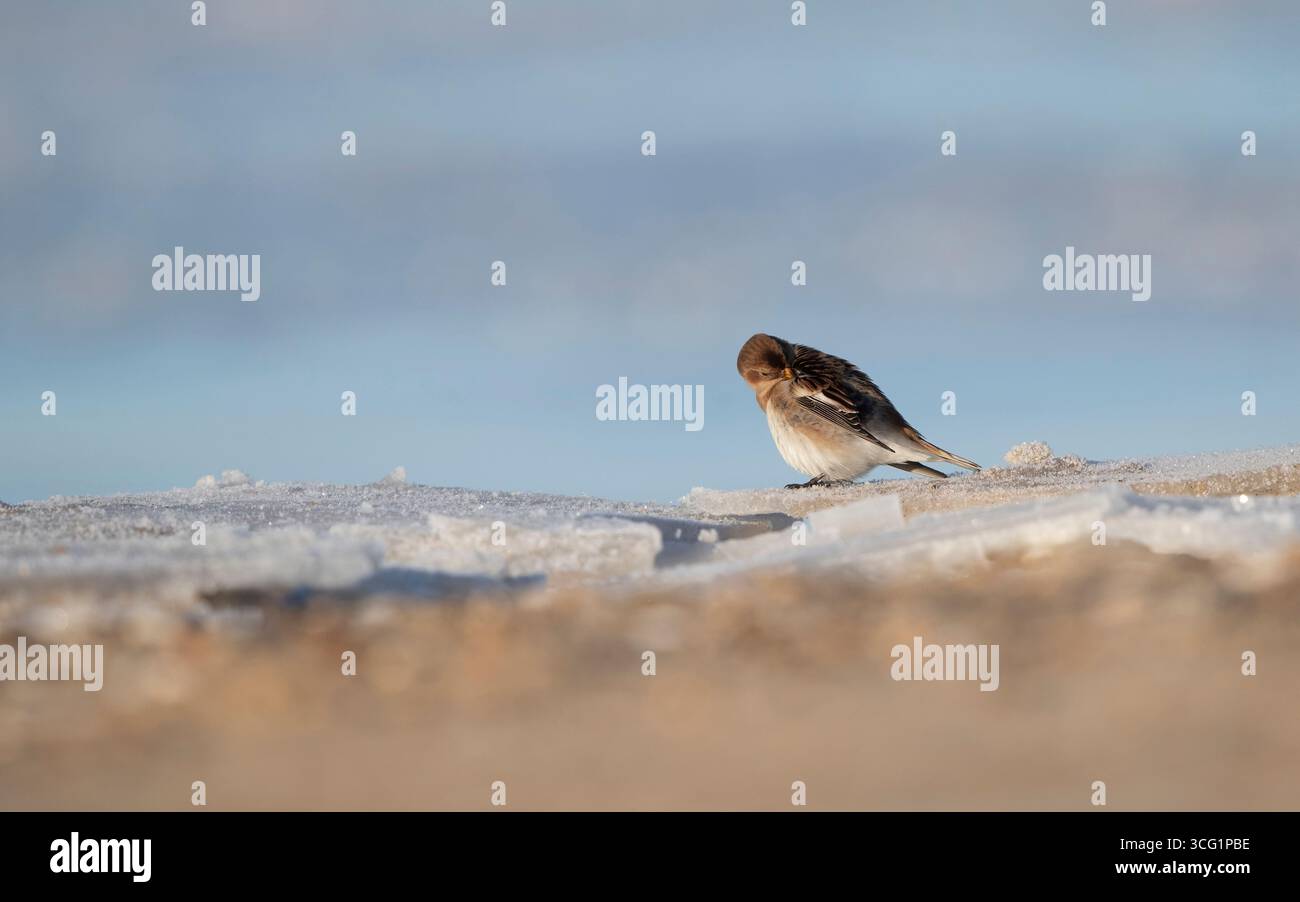 Banderole des neiges (Plectrophenax nivalis), femelle à 2cy prénageant sur une plage, Danemark, Jutland, Esbjerg Banque D'Images