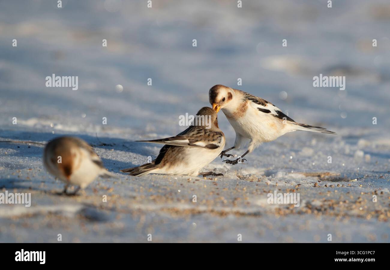 Guirlande de neige (Plectrophenax nivalis), deux guirlande de neige se battent pour une graine sur la plage, Danemark, Jutland, Esbjerg Banque D'Images
