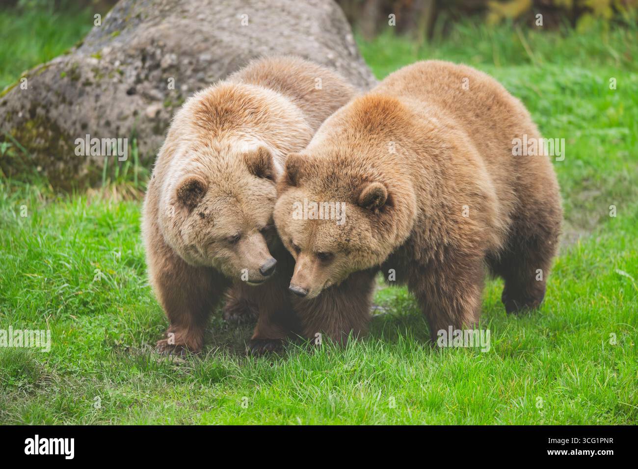Ours brun d'Europe (Ursus arctos arctos), deux ours marchant sur une prairie, Allemagne, Bavière Banque D'Images