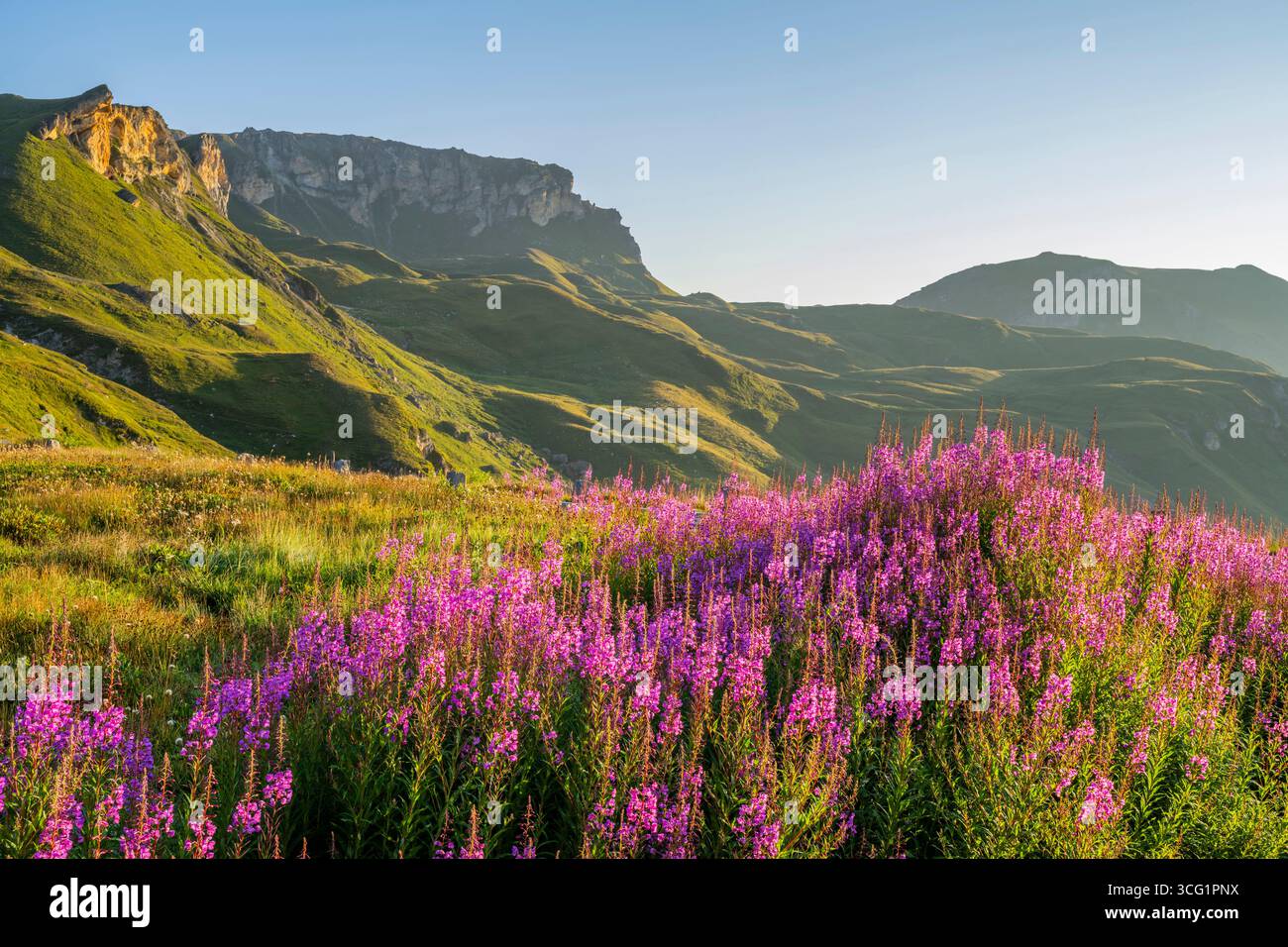 Herbe à feu, floraison sally, herbe de saule Rosebay, grande herbe de saule (Epilobium angustifolium, Chamerion angustifolium), floraison au lever du soleil dans la Mounta Banque D'Images