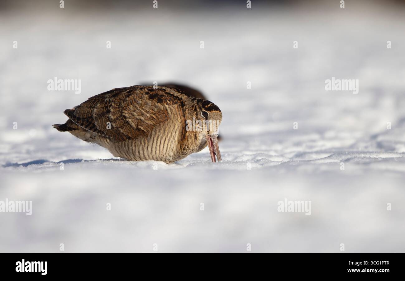 Bécasse eurasienne (Scolopax rusticola), à la recherche de nourriture dans la neige, Danemark, Jutland Banque D'Images