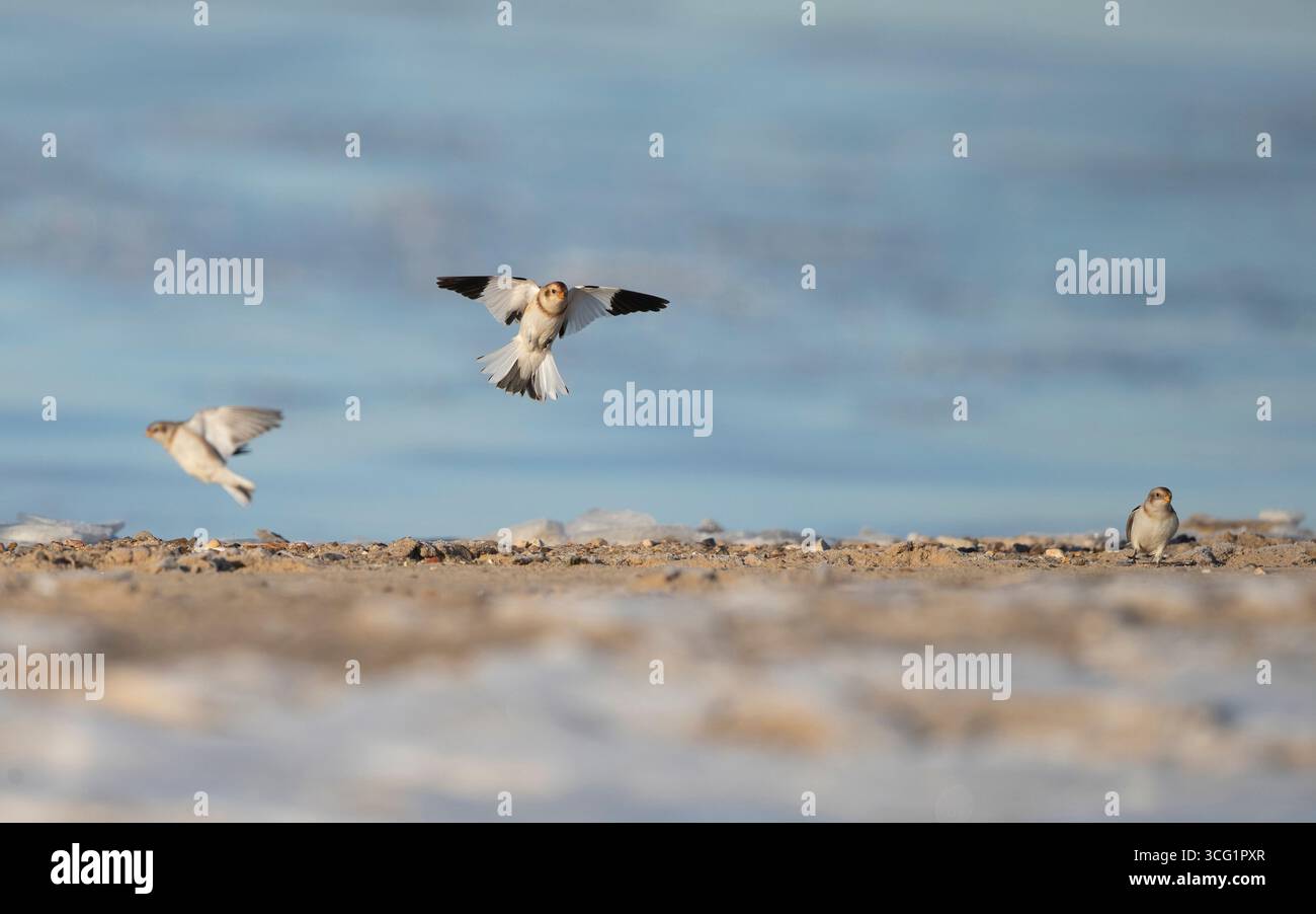 Banderole des neiges (Plectrophenax nivalis), débarquement masculin sur une plage, Danemark, Jutland, Esbjerg Banque D'Images