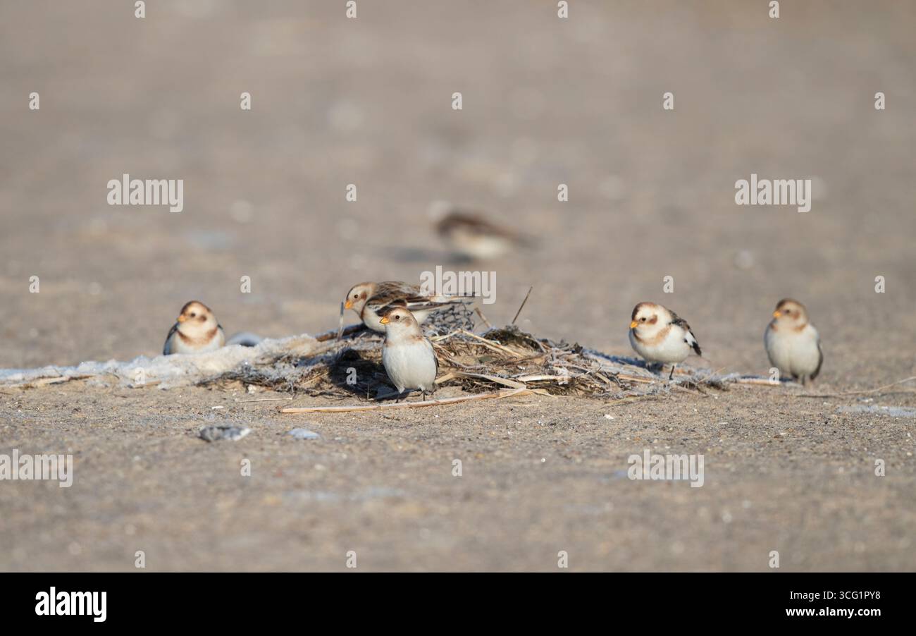 Bannière de neige (Plectrophenax nivalis), petit troupeau reposant sur une plage près de, Danemark, Jutland, Esbjerg Banque D'Images