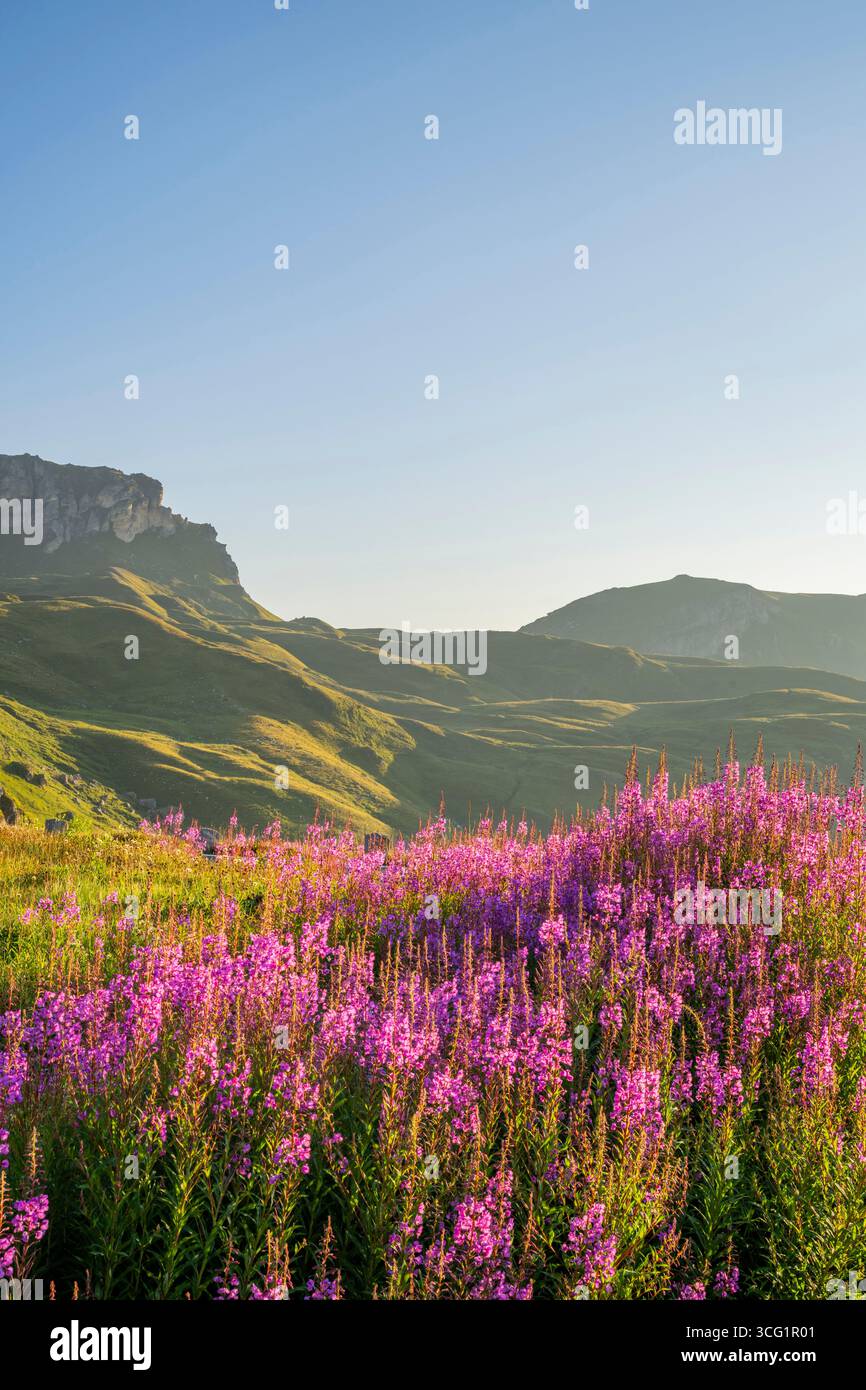 Herbe à feu, floraison sally, herbe de saule Rosebay, grande herbe de saule (Epilobium angustifolium, Chamerion angustifolium), floraison au lever du soleil dans la Mounta Banque D'Images