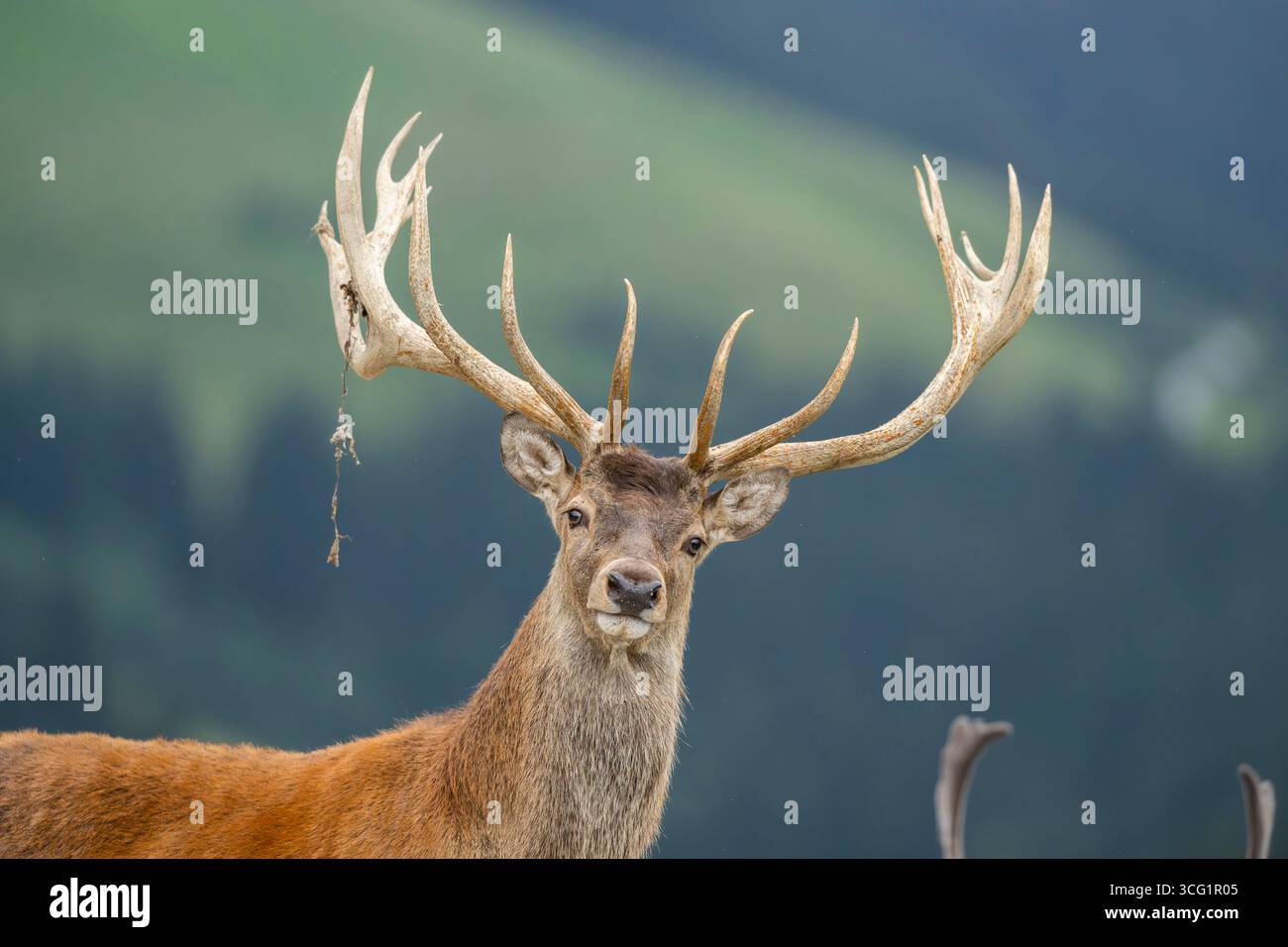 Cerf rouge (Cervus elaphus), portrait d'un cerf, Autriche, Tyrol Banque D'Images
