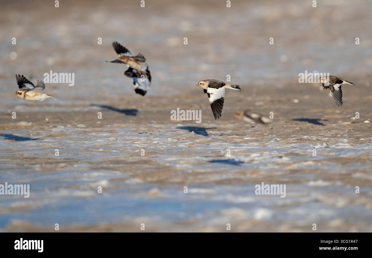 Banderole à neige (Plectrophenax nivalis), petit troupeau survolant une plage, Danemark, Jutland, Esbjerg Banque D'Images