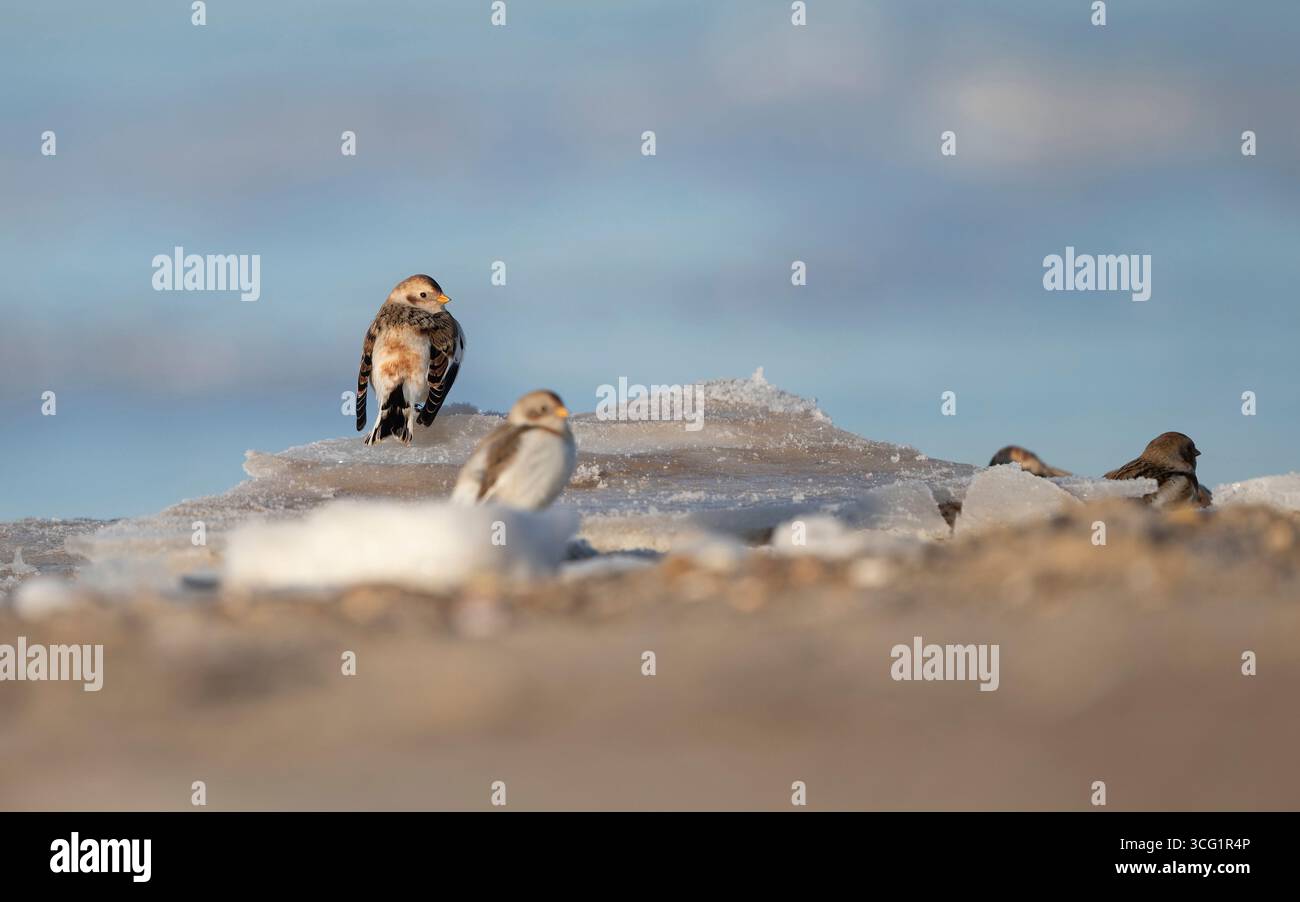 Bannière de neige (Plectrophenax nivalis), petit groupe assis sur la glace à une plage, Danemark, Jutland, Esbjerg Banque D'Images