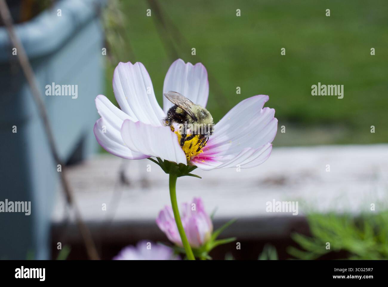 bourdon abeille dans une fleur de cosmos blanche dans un jardin Banque D'Images