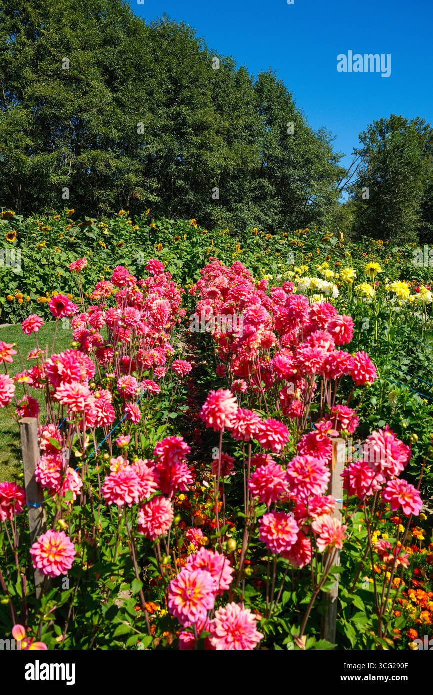 Fleurs estivales à Richmond Country Farm à Richmond, en Colombie-Britannique. Banque D'Images