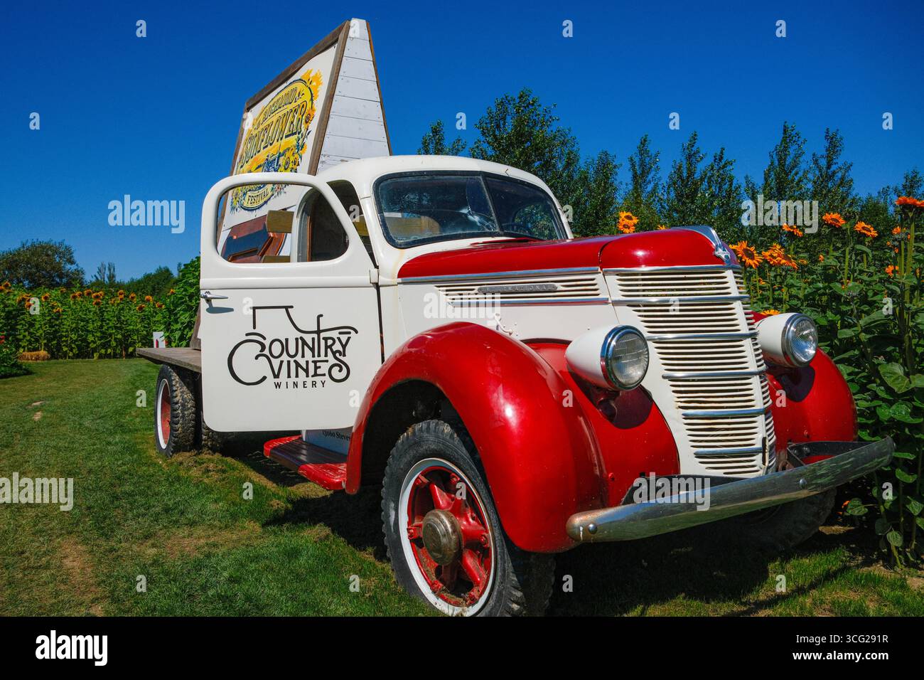 Une camionnette d'époque International Harvester série d à la Country Vines Winery à Richmond, en Colombie-Britannique. Banque D'Images
