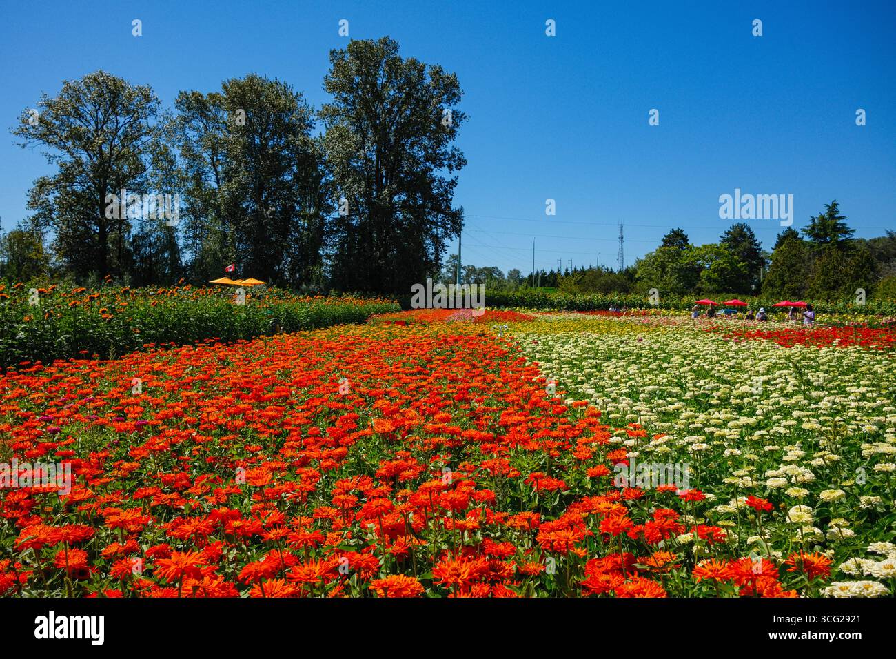 Un champ de fleurs pendant l'été à Richmond Country Farm à Richmond, en Colombie-Britannique. Banque D'Images
