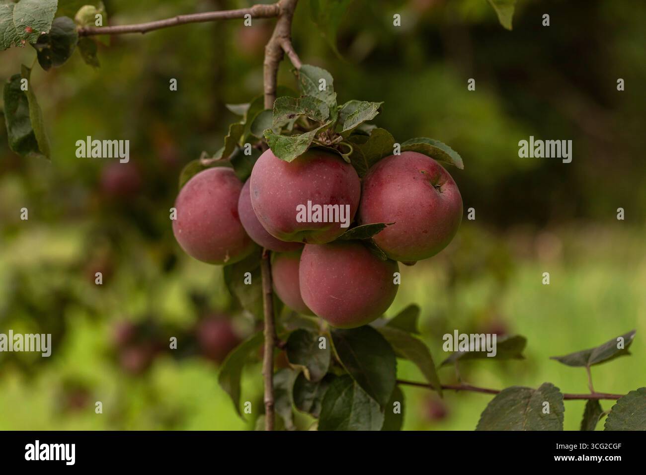 Macro gros plan d'une grappe de pommes mûres (Malus domestica) sur une branche d'arbre avec des feuilles, faible profondeur de champ, bokeh naturel de verger, lumière du jour d'été Banque D'Images