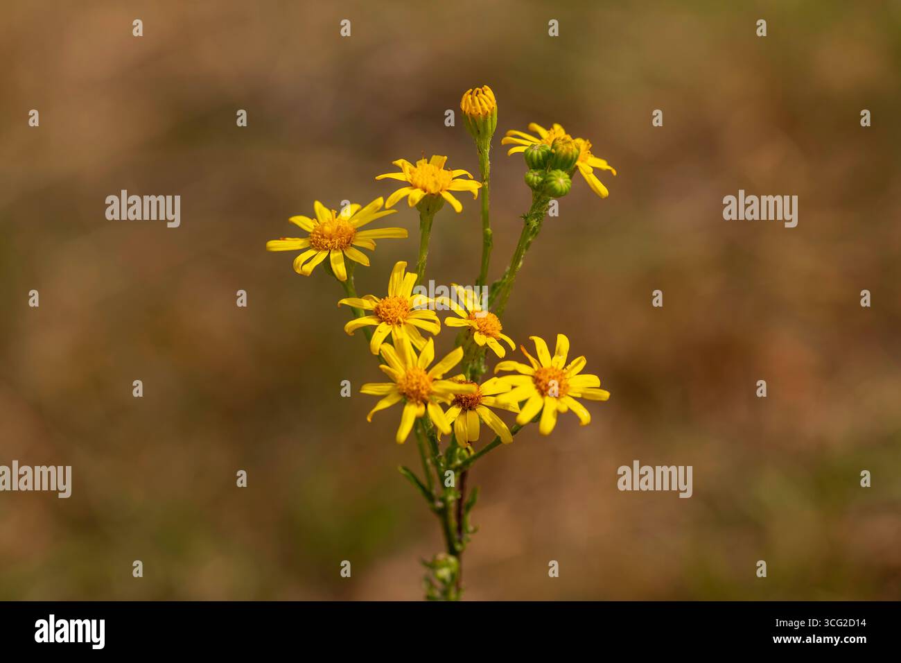 Fleurs d'armoise jaune (Jacobaea vulgaris) gros plan macro montrant des fleurs et des bourgeons en forme de marguerites dans une prairie herbeuse, une faible profondeur de champ estivale Banque D'Images