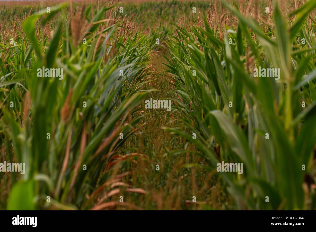 Vue rapprochée des rangées vertes de champs de maïs (Zea mays) avec de grandes feuilles et des pompons en été, faible profondeur de la photo d'agriculture de champ Banque D'Images