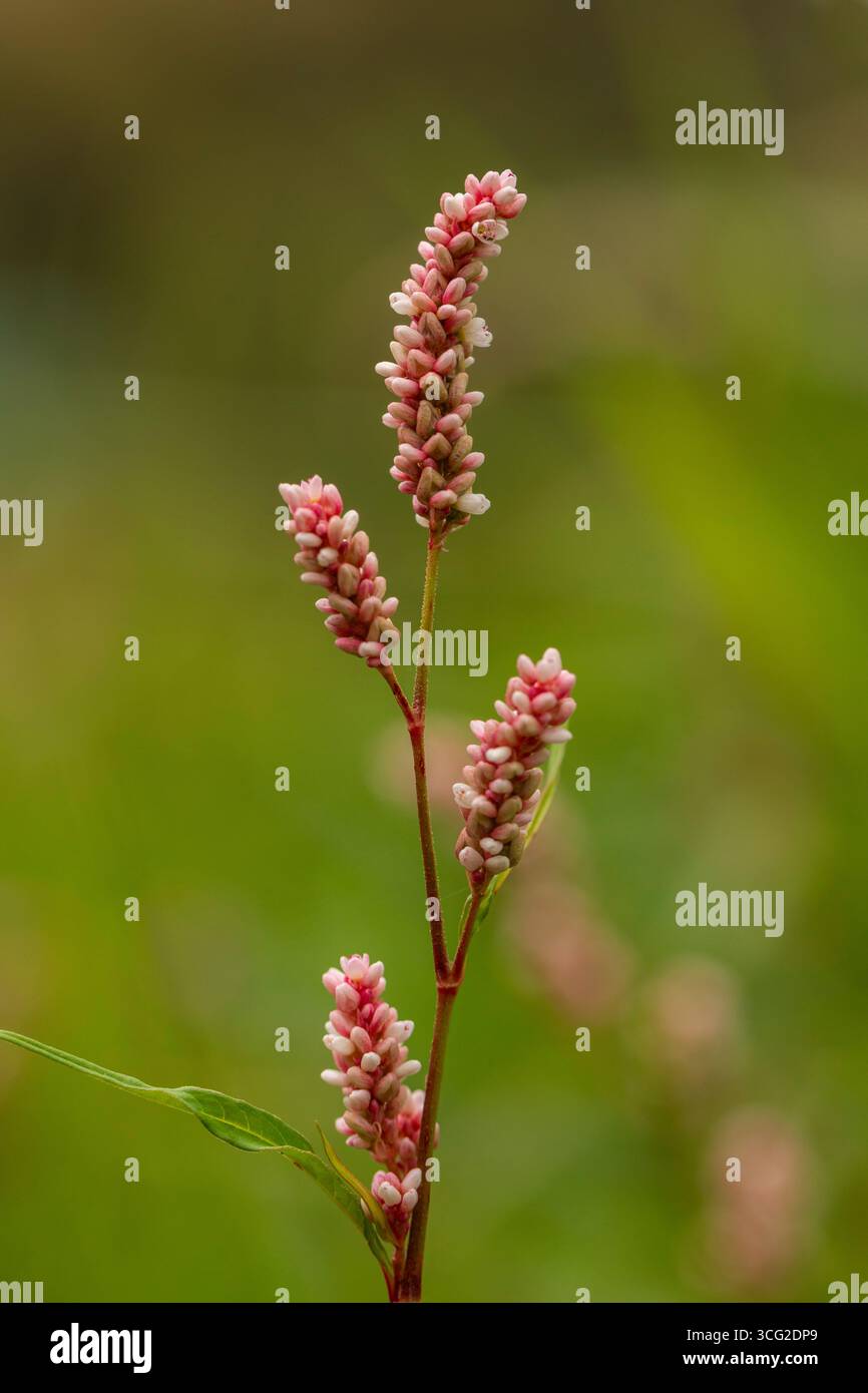 Gros plan macro de la smartweed (Persicaria maculosa) avec des pointes et des bourgeons de fleurs roses, habitat de prairie d'été, faible profondeur de champ Banque D'Images