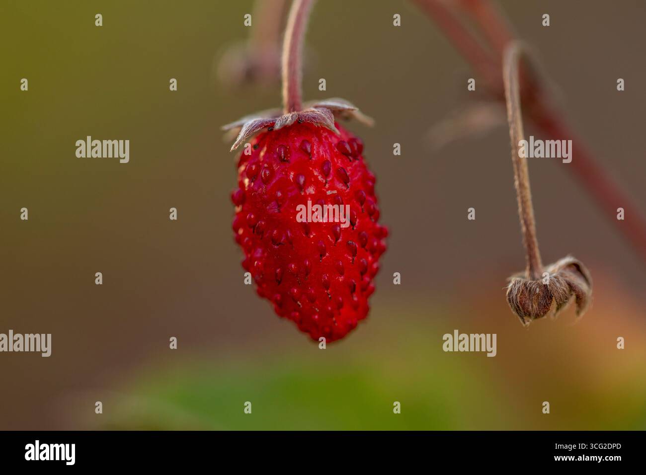 Fraise sauvage (Fragaria vesca) macro gros plan de fruits rouges mûrs avec akènes et calice, bord de prairie d'été, DOF peu profond, fond bokeh doux Banque D'Images