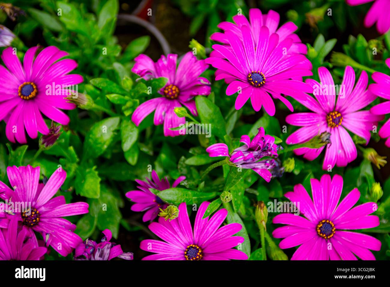 Osteospermum ecklonis avec fleur violette, communément connu sous le nom de cape marguerite comme floraison, vue de dessus abstraite, arrière-plan. Banque D'Images