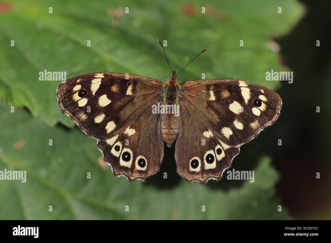 Bois (Pararge aegeria mouchetée) Banque D'Images