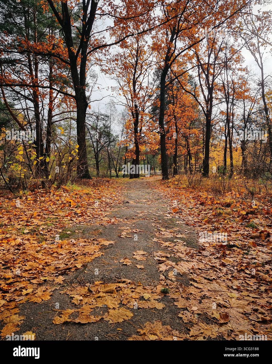 Chemin dans la forêt d'automne. Sol couvert de feuilles mortes orange. Banque D'Images