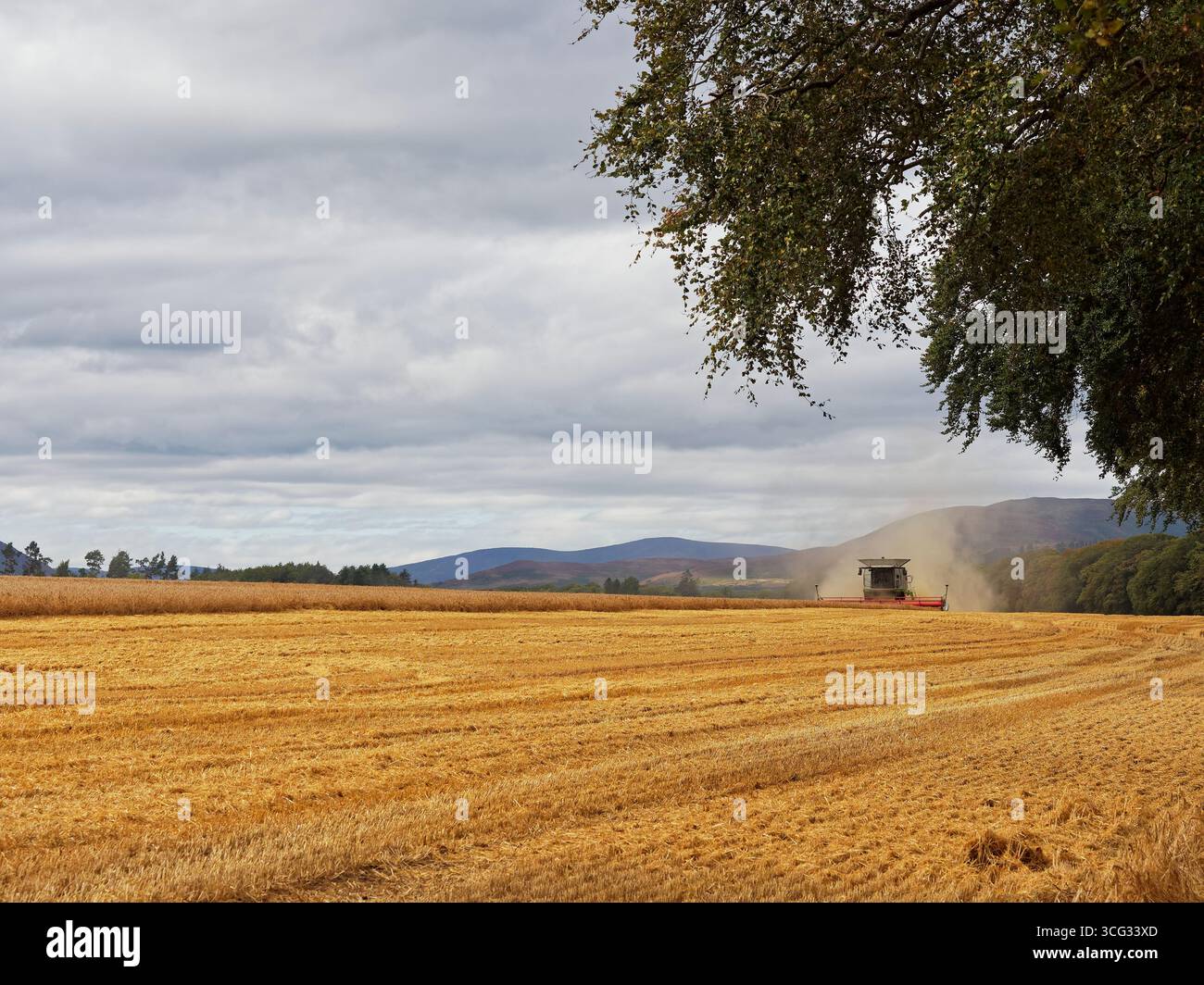 Une moissonneuse-batteuse Claas récoltant un champ d'orge sous un ciel lourd en fin d'après-midi d'août près de la ville du comté d'Edzell. Banque D'Images