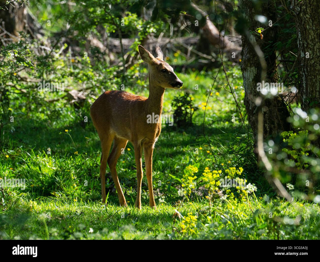 Chevreuil européen Capreolus capreolus Doe à Wootton Coppice, New Forest National Park, Hampshire, Angleterre, Royaume-Uni, mai 2020 Banque D'Images