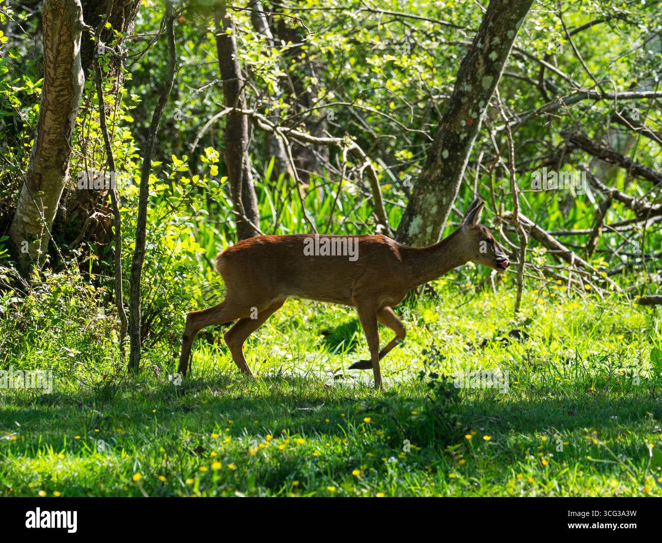 Chevreuil européen Capreolus capreolus Doe à Wootton Coppice, New Forest National Park, Hampshire, Angleterre, Royaume-Uni, mai 2020 Banque D'Images