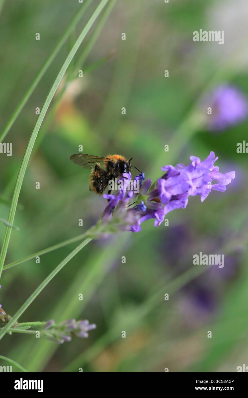 Photo macro de bourdon collectant du nectar Banque D'Images Photo macro de bourdon collectant du nectar Banque D'Images
