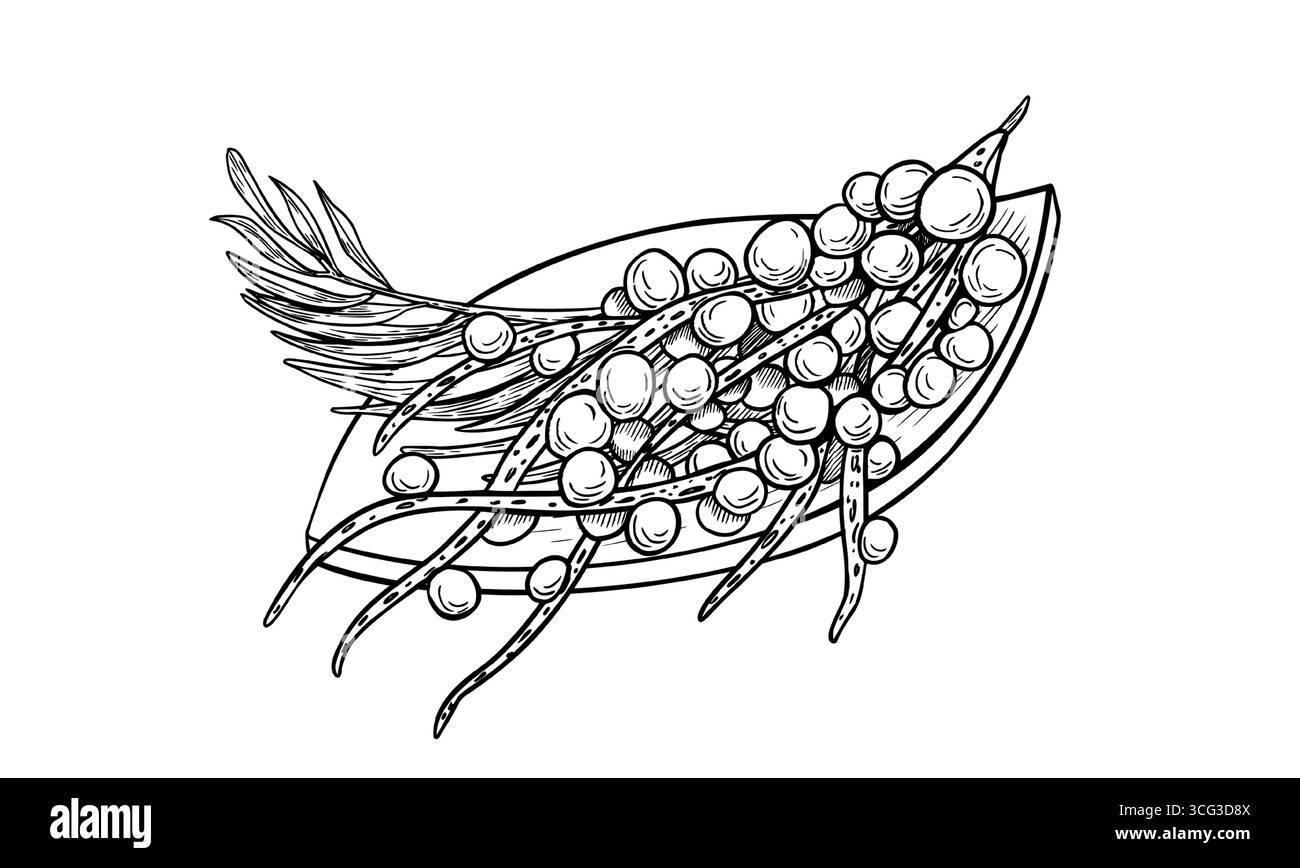 Feuilles de palmier de baies d'Acai sur illustration vectorielle de contour de plaque en bois isolée sur blanc. amazon frais petites baies violettes sur la main de plaque en forme de feuille Illustration de Vecteur
