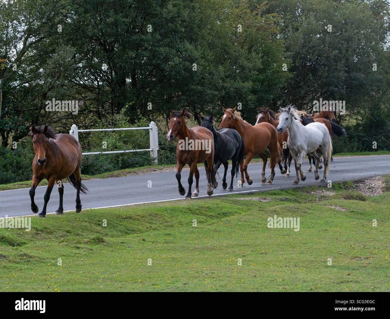 Poney de New Forest Equus caballus groupe courant le long d'une route lors d'une dérive, près de Brockenhurst, New Forest National Park, Hampshire, Angleterre, Royaume-Uni, Septemb Banque D'Images