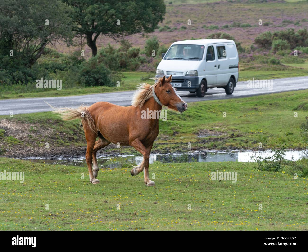 Poney New Forest Equus caballus courant à travers les prairies pendant une dérive, près de Brockenhurst, New Forest National Park, Hampshire, Angleterre, Royaume-Uni, septembre Banque D'Images