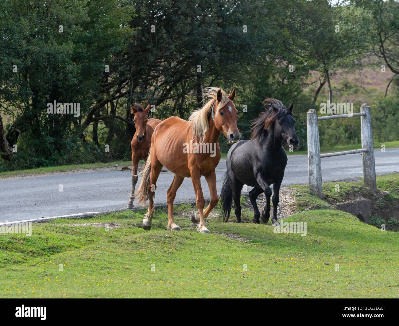 Poney New Forest Equus caballus courant à travers les prairies pendant une dérive, près de Brockenhurst, New Forest National Park, Hampshire, Angleterre, Royaume-Uni, septembre Banque D'Images