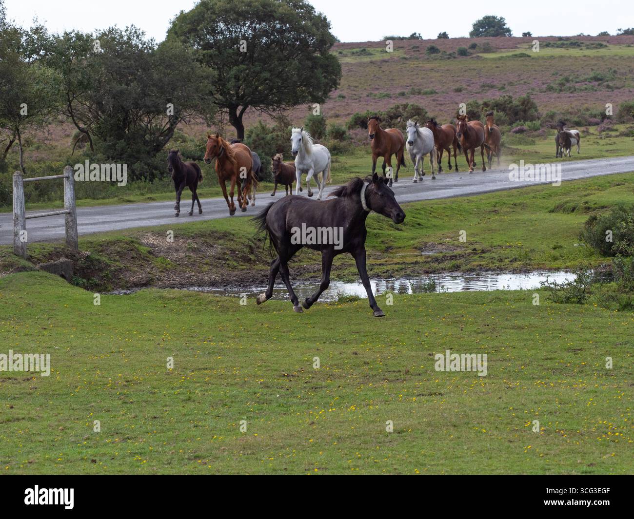 Poney de New Forest Equus caballus groupe courant le long d'une route lors d'une dérive, près de Brockenhurst, New Forest National Park, Hampshire, Angleterre, Royaume-Uni, Septemb Banque D'Images