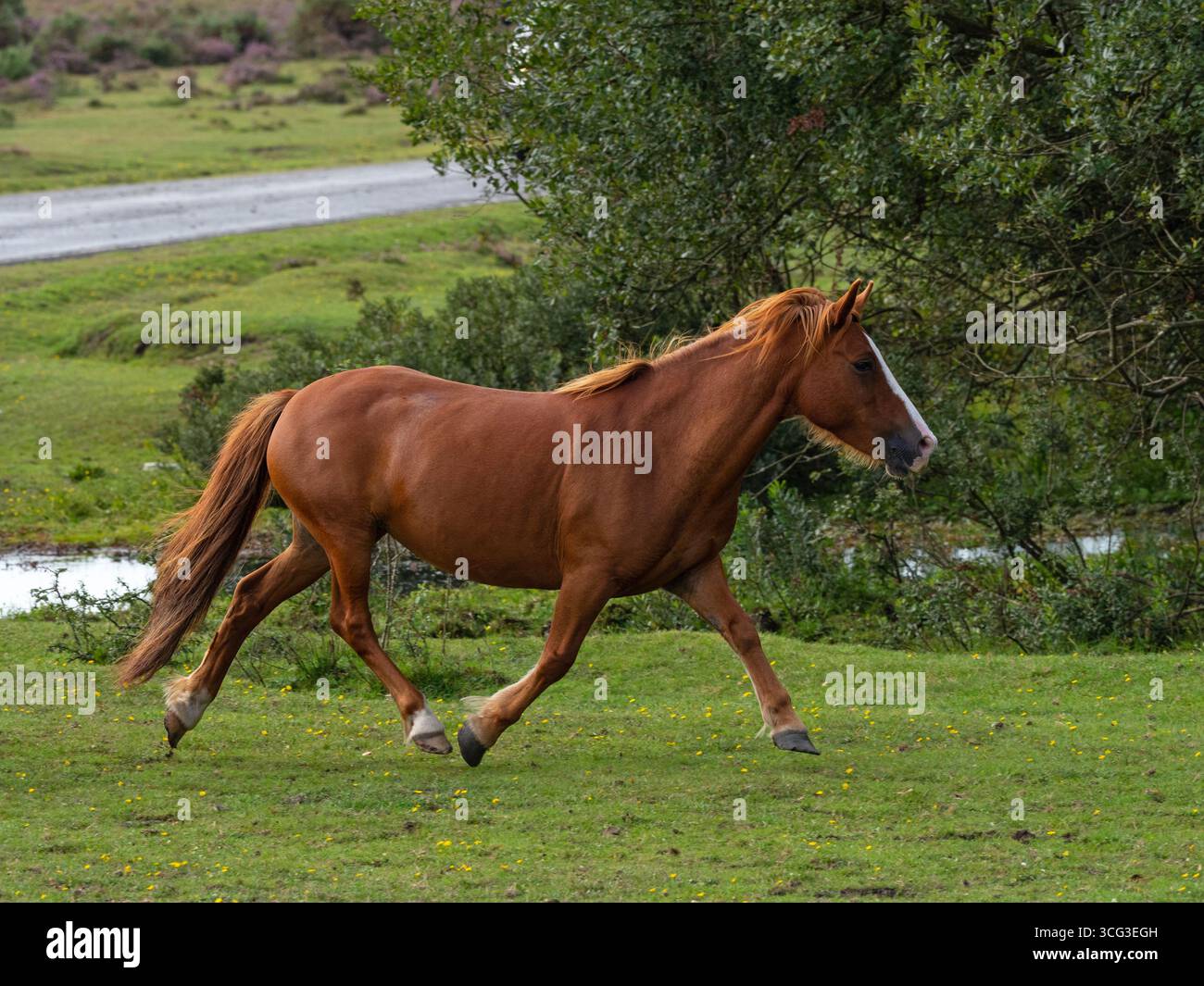 Poney New Forest Equus caballus courant à travers les prairies pendant une dérive, près de Brockenhurst, New Forest National Park, Hampshire, Angleterre, Royaume-Uni, septembre Banque D'Images