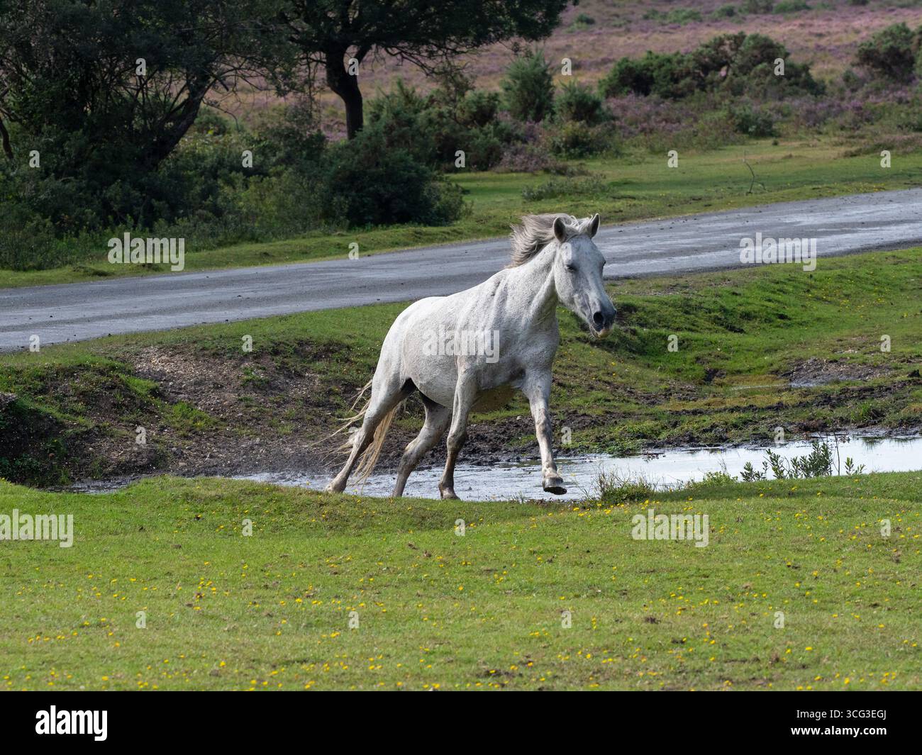 Poney New Forest Equus caballus courant dans un ruisseau pendant une dérive, près de Brockenhurst, New Forest National Park, Hampshire, Angleterre, Royaume-Uni, septembre Banque D'Images
