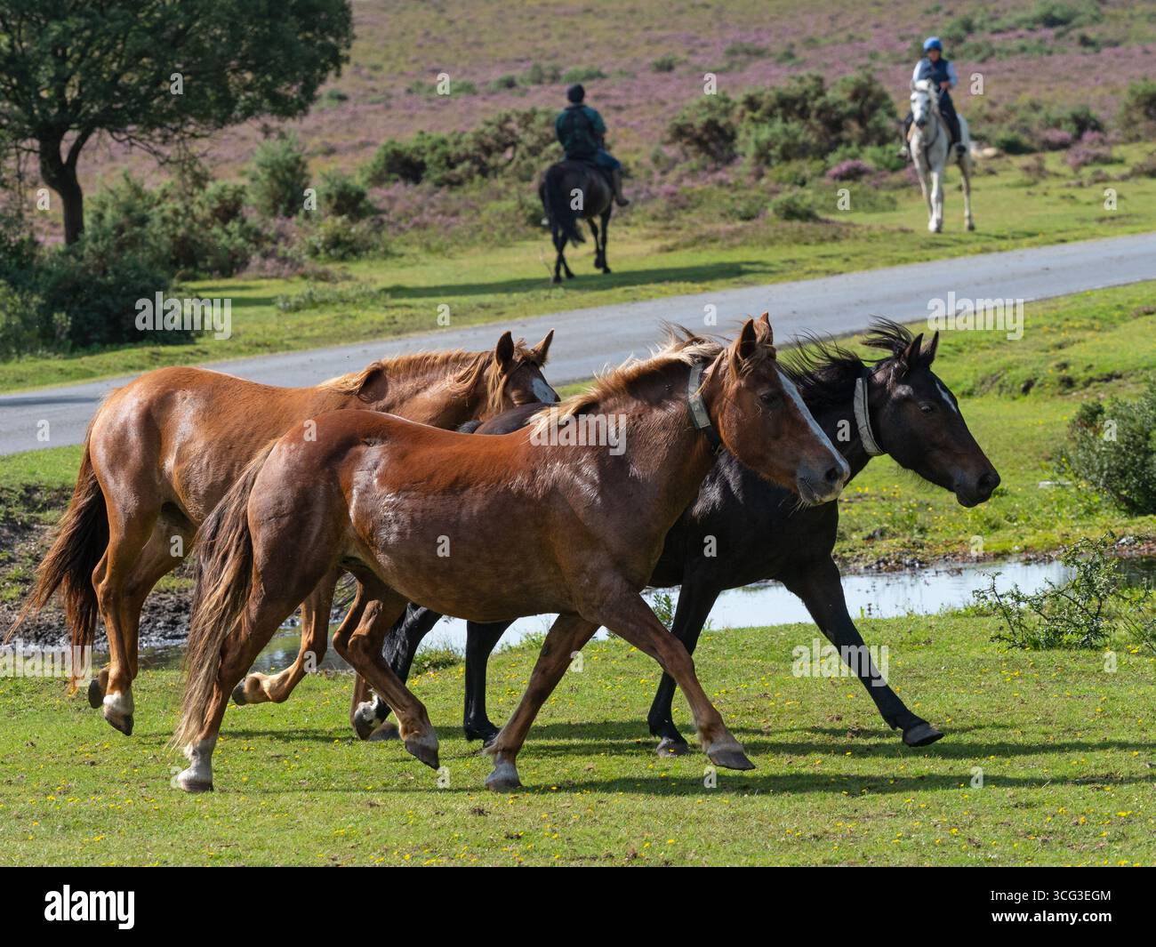 Poney New Forest Equus caballus groupe courant à travers les prairies pendant une dérive, près de Brockenhurst, New Forest National Park, Hampshire, Angleterre, Royaume-Uni, sept Banque D'Images