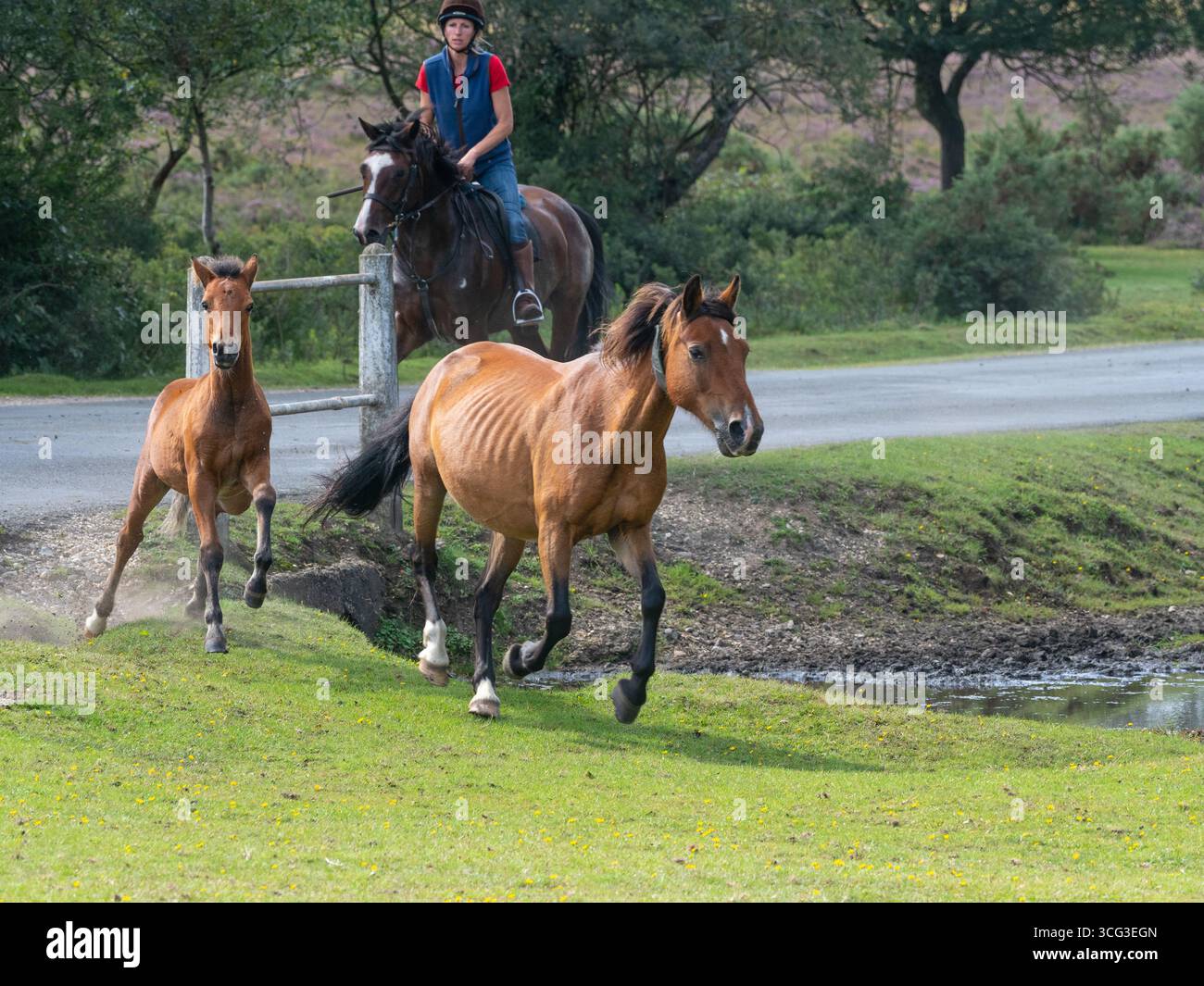 Poney de New Forest Equus caballus animaux et roturier lors d'une dérive, près de Brockenhurst, New Forest National Park, Hampshire, Angleterre, Royaume-Uni, septembre 202 Banque D'Images