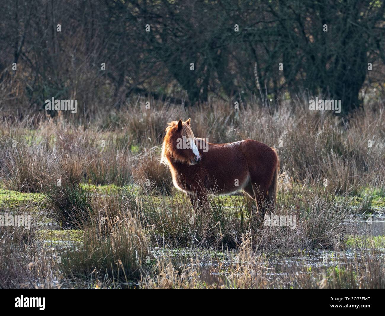 Cheval Equus ferus caballus dans un pré humide, Bickerley, Ringwood, Hampshire, Angleterre, Royaume-Uni, janvier 2021 Banque D'Images