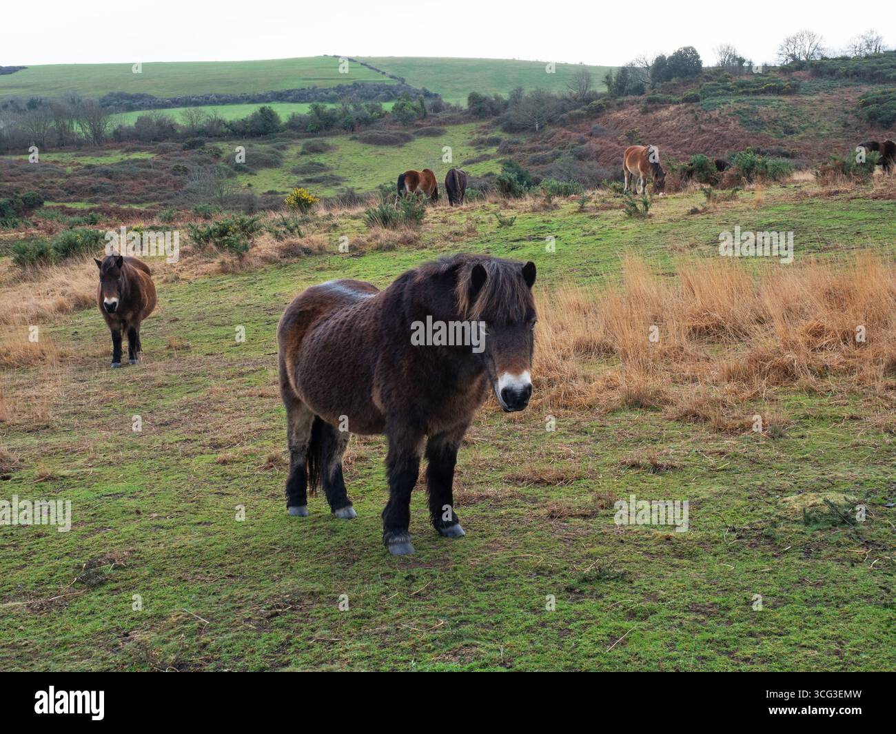 Dartmoor et Exmoor poney Equus ferus caballus dans la réserve naturelle nationale de Studland Heath, île de Purbeck, Dorset, Angleterre, Royaume-Uni, Decemb Banque D'Images