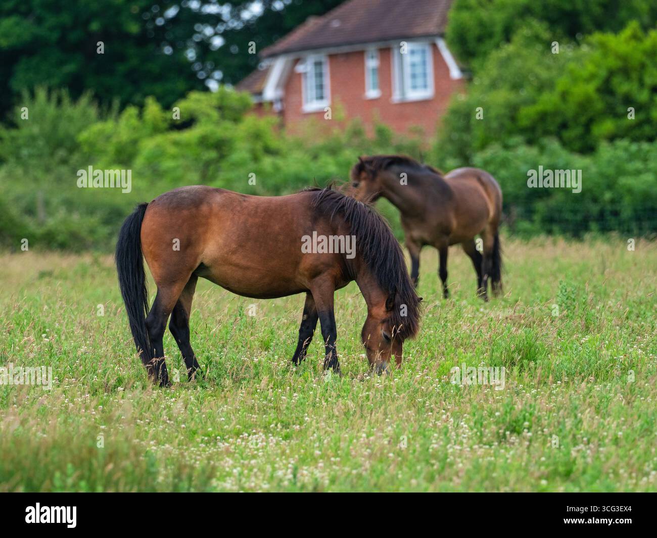 Exmoor poney Equus ferus caballus se nourrissant dans une prairie de fleurs sauvages, Knepp Castle Estate, West Sussex, Angleterre, Royaume-Uni, juin 2022 Banque D'Images