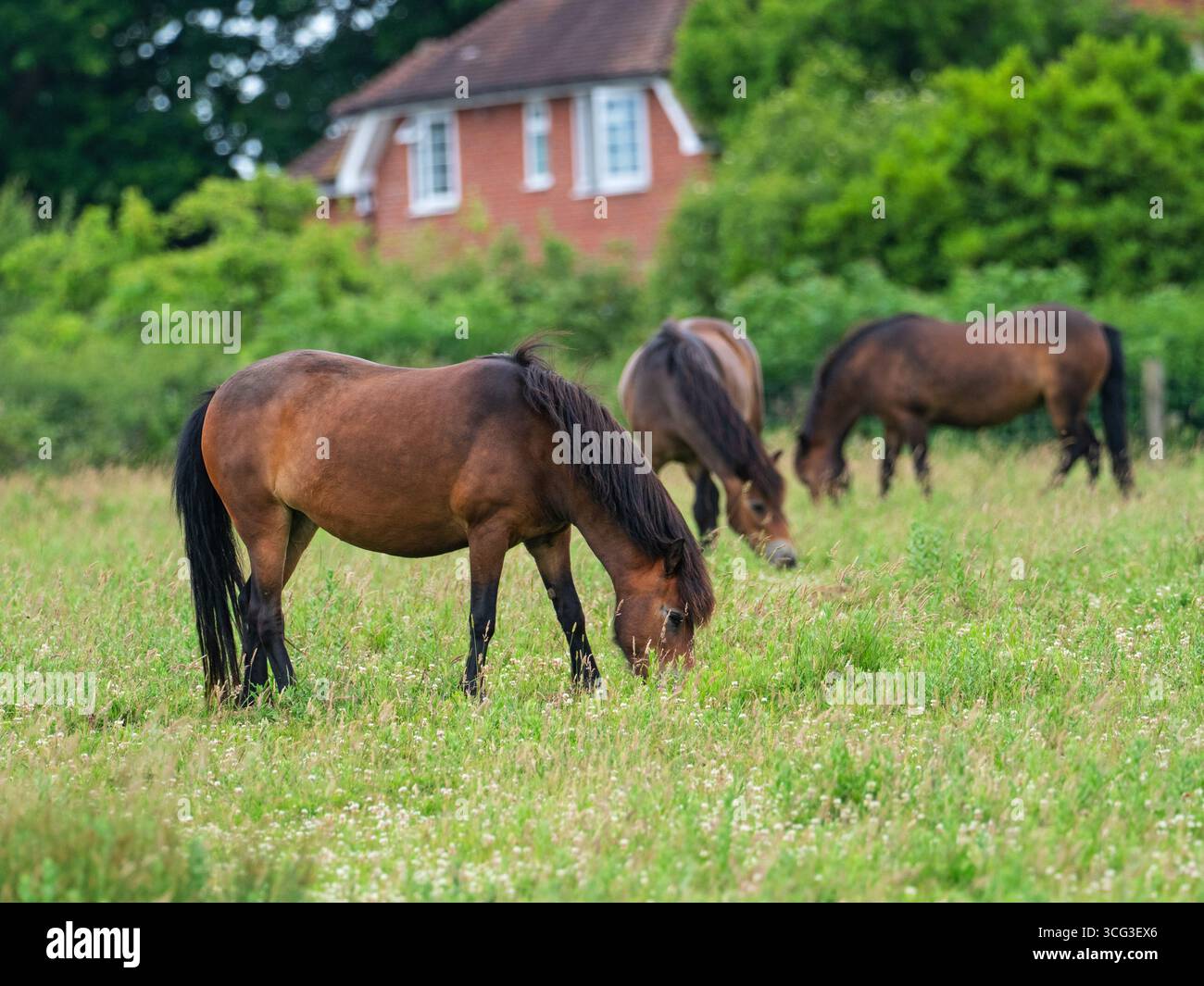 Exmoor poney Equus ferus caballus se nourrissant dans une prairie de fleurs sauvages, Knepp Castle Estate, West Sussex, Angleterre, Royaume-Uni, juin 2022 Banque D'Images