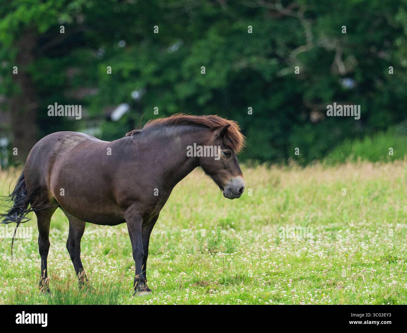 Exmoor poney Equus ferus caballus dans une prairie de fleurs sauvages, Knepp Castle Estate, West Sussex, Angleterre, Royaume-Uni, juin 2022 Banque D'Images